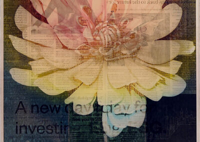 Chrysanthemum