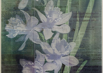 Daffodils